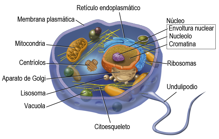 Orgánulo de la célula animal