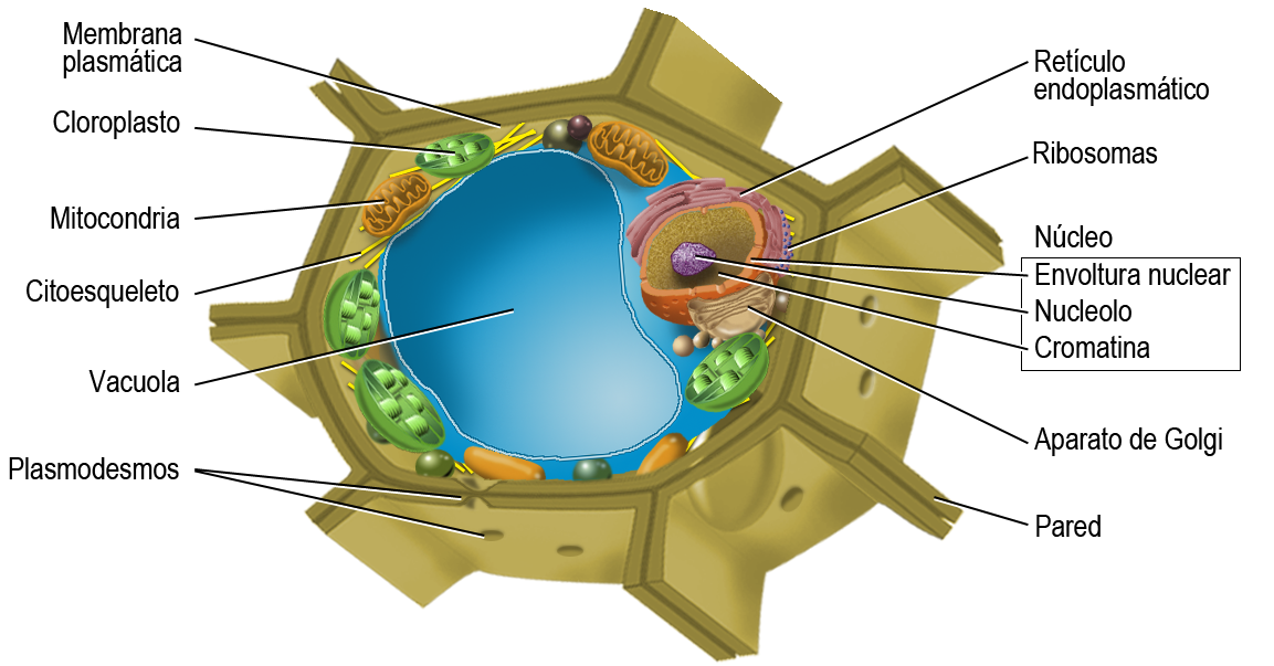 Orgánulos de la célula vegetal