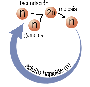 Ciclo haplonte