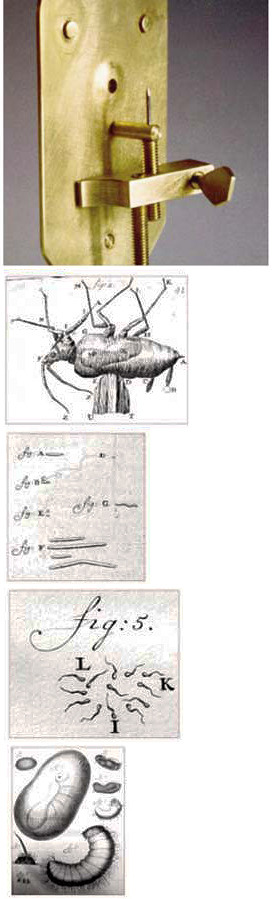 Microscopio y dibujos de Leeuwenhoek