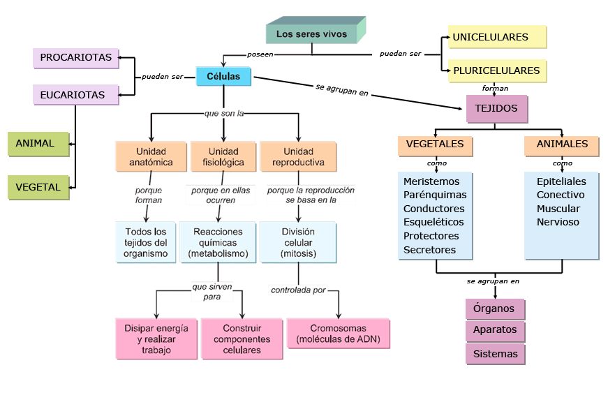 Mapa conceptual Unidad 2