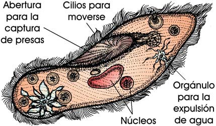 Paramecio