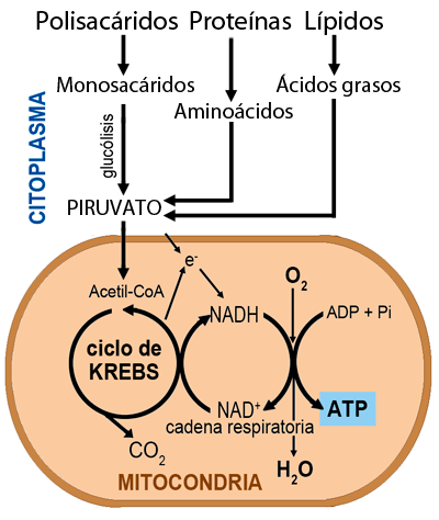 Respiración aerobia