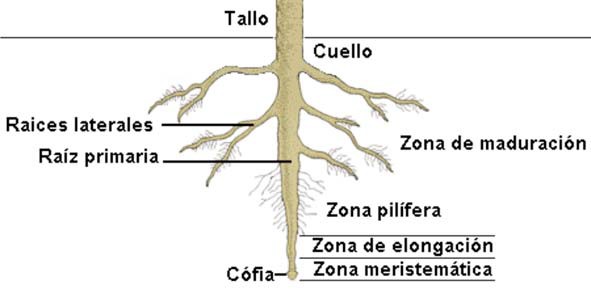 Estructura externa de la raíz de una planta leñosa, mostrando sus principales características morfológicas.