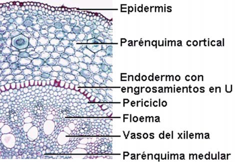 Corte transversal de la raíz de una monocotiledónea (trigo).