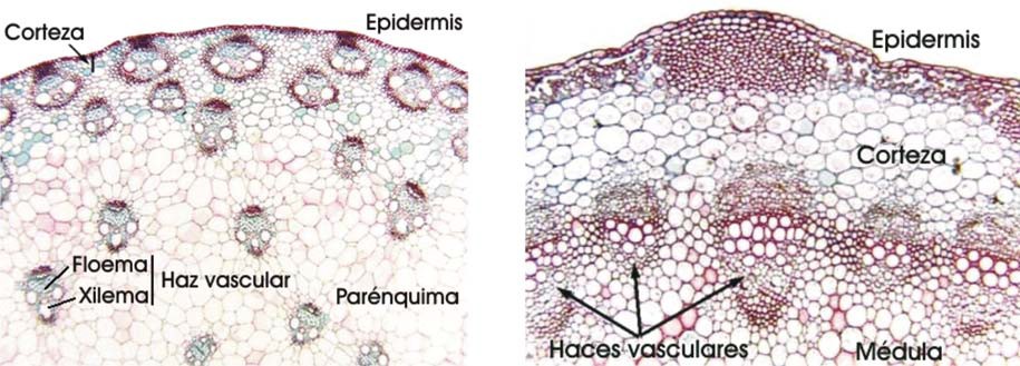 Sección transversal de tallos de mono y dicotiledónea