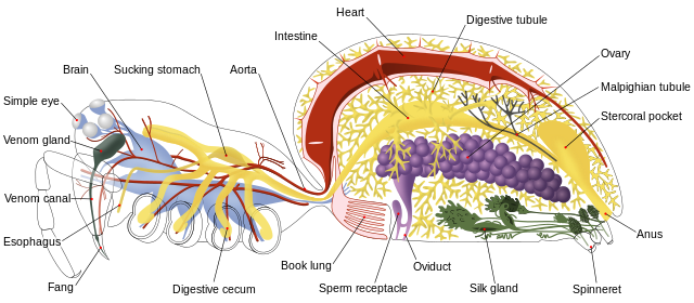 Anatomía interna de una araña