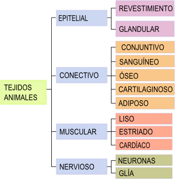 Clasificación de tejidos animales