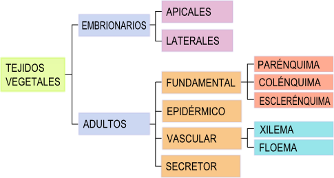 Clasificación de tejidos vegetales