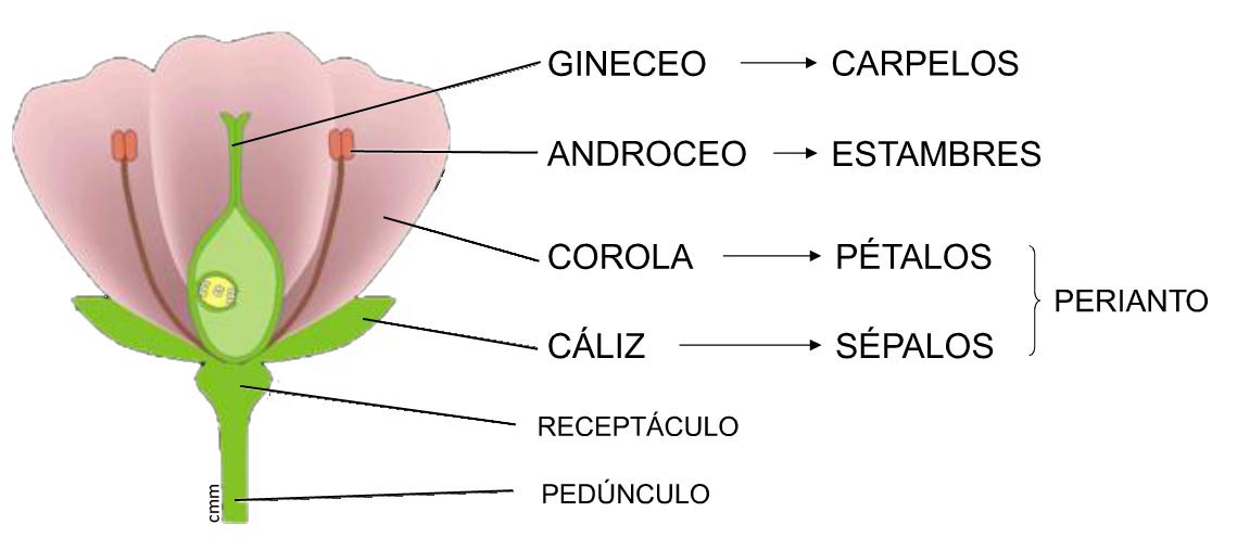 Estructura de la flor