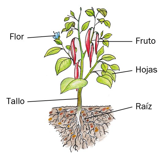 Anatomía de una planta