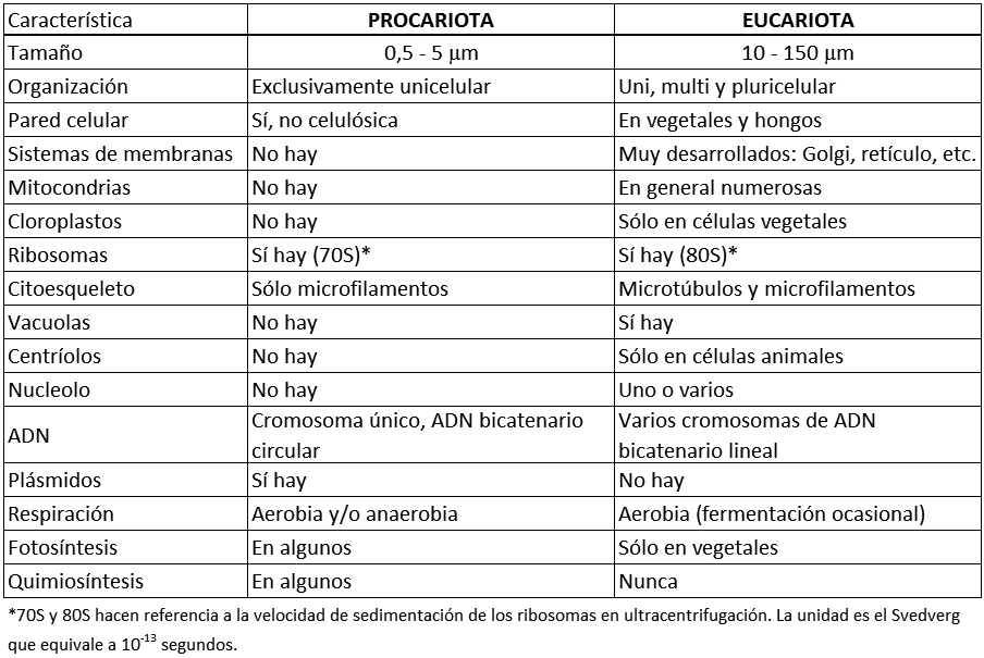 Diferencias célula procariota-eucariota