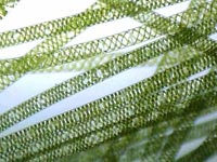 Spirogyra