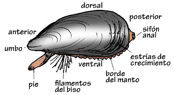 Figura 1