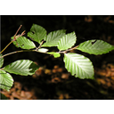 Hojas de haya (<em>Fagus sylvatica</em>), árbol caducifolio característico de la región eurosiberiana (cmm)