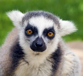 Mamíferos (lemur)