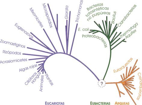 Árbol filogenético universal de Woese.