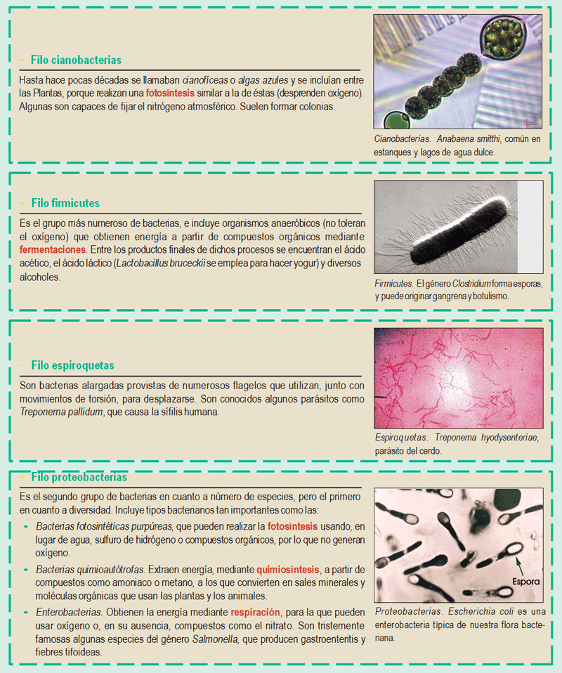 Principales filos de bacterias