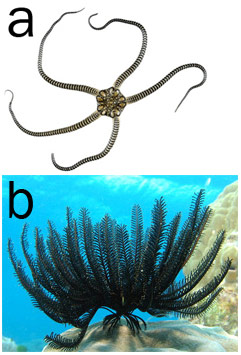 a, Ofiura. b, crinoideo.