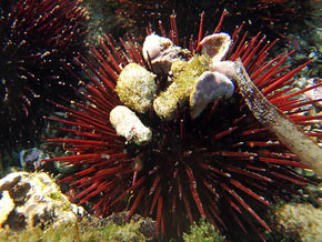 Erizo de mar, un  equinodermo.