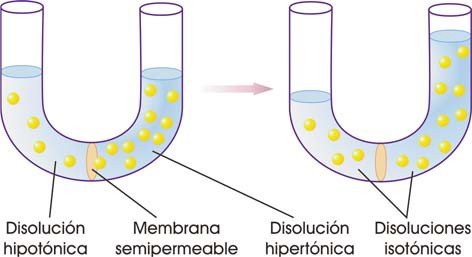 Ósmosis