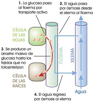 Transporte de glucosa por el floema