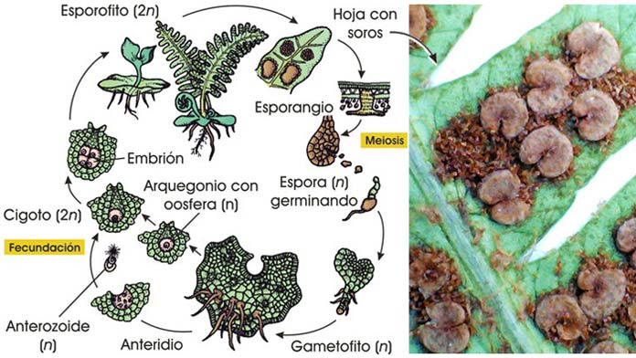 Ciclo de un helecho