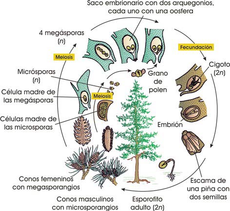 Ciclo de una conífera