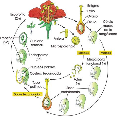 Ciclo vital de una angiosperma