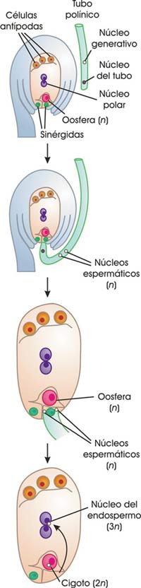 Desarrollo del saco embrionario y tubo polínico