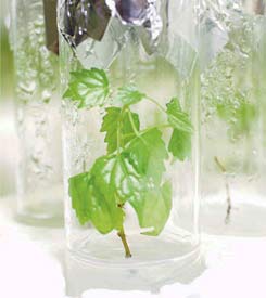 Micropropagación