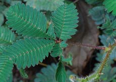 Mimosa pudica