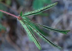 Mimosa pudica