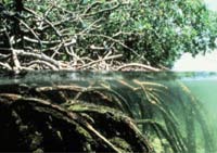 Manglar