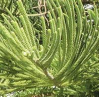 Araucaria