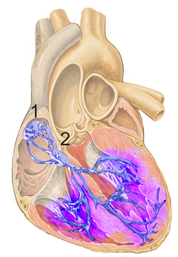 Estructuras de conducción cardíaca