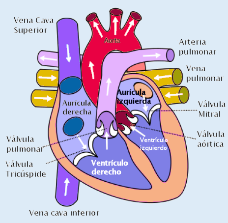 Diagrama del corazón humano