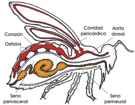 La circulación en un insecto