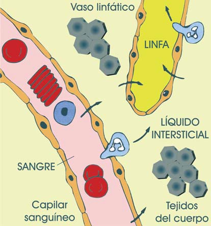 Relaciones entre sngre, linfa y líquido intersticial.