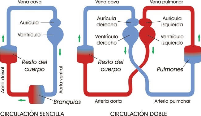 Aparatos circulatorios en vertebrados