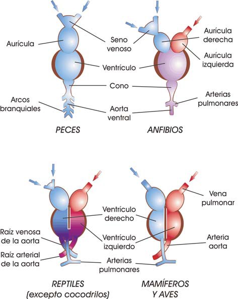 Corazones de los vertebrados