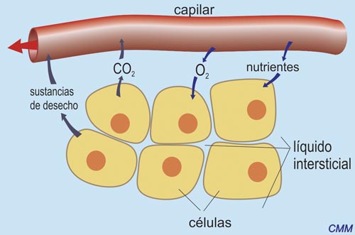 Relación entre el circulatorio, líquido intersticial y células