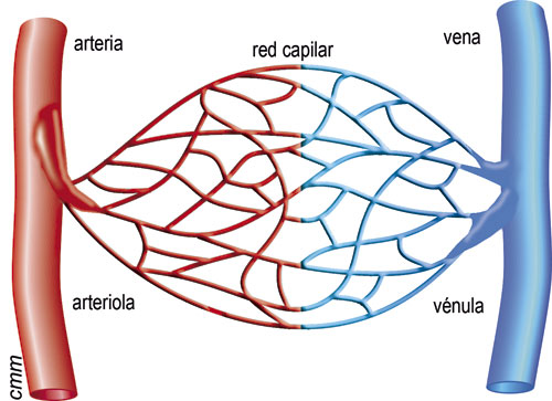 Red capilar en un circulatorio cerrado