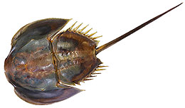 Cangrejo cacerola (Limulus polyphemus)