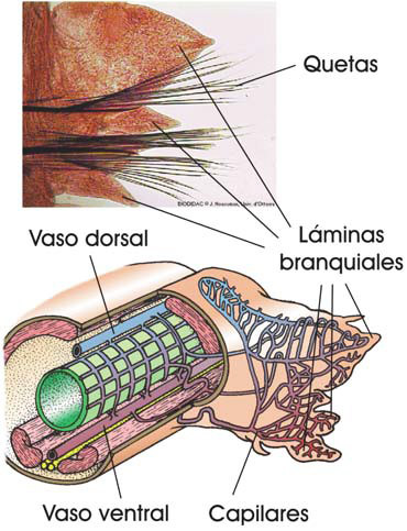 Parápodo de un poliqueto