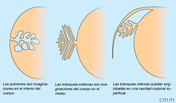 Los tipos de estructuras respiratorias