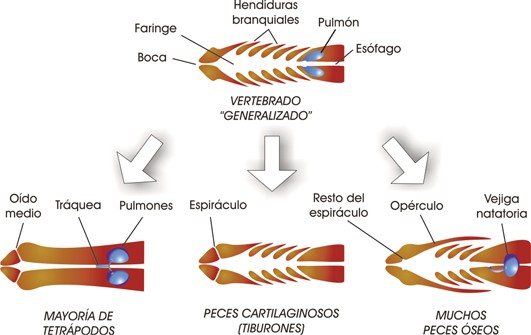 Disposición de los órganos respiratorios en diferentes grupos de vertebrados.