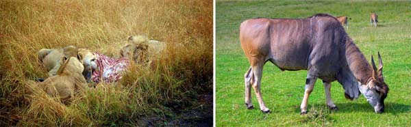 Animales comiendo