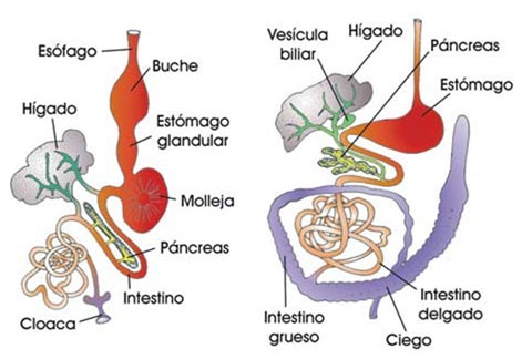 Comparación aparatos digestivos