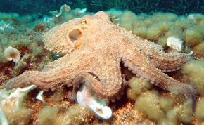 Pulpo